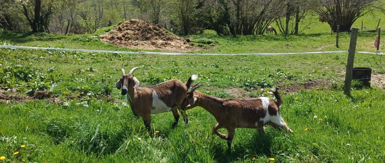 La Ferme De Sapharey Bed & Breakfast Sarrazac  Luaran gambar